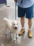 要通晓衡宇买卖、拆修设想等专业学问